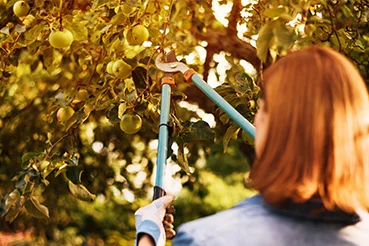 Person schneidet Apfelbaum mit Gartenschere